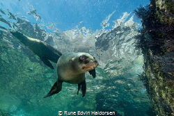A curious california sea lion is posing by Rune Edvin Haldorsen 